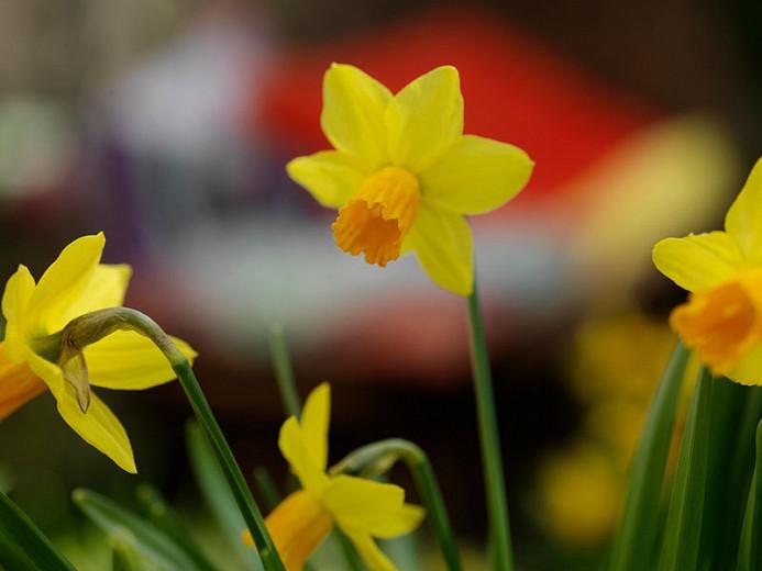 Daffodil 'Jetfire', Cyclamineus Daffodil 'Jetfire', Daffodil 'Jet Fire', Cyclamineus Daffodil 'Jet Fire',Miniature Daffodil, Spring Bulbs, Spring Flowers
